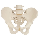Anatomical Model 12-4598 3B Scientific Anatomical Model - Male Pelvic Skeleton - Includes 3B Smart Anatomy