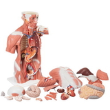 Anatomical Model 12-4599 3B Scientific Anatomical Model - Life Size Muscle Torso, 27 Part - Includes 3B Smart Anatomy