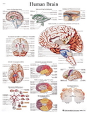 3B Scientific 12-4600L Anatomical Chart - Human Brain, Laminated