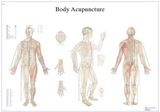 3B Scientific 12-4602L Anatomical Chart - Acupuncture Body, Laminated
