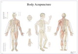 3B Scientific 12-4602P Anatomical Chart - Acupuncture Body, Paper