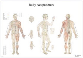 Anatomical chart: acupuncture body