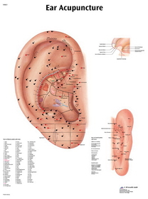 3B Scientific 12-4603P Anatomical Chart - Acupuncture Ear, Paper
