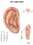 3B Scientific 12-4603P Anatomical Chart - Acupuncture Ear, Paper, Price/Each