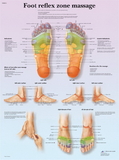 3B Scientific 12-4604L Anatomical Chart - Foot Massage, Reflex Zone, Laminated