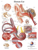 3B Scientific 12-4606L Anatomical Chart - Ear, Laminated