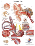 3B Scientific 12-4606P Anatomical Chart - Ear, Paper