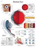 3B Scientific 12-4607L Anatomical Chart - Eye, Laminated