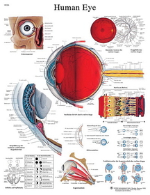 3B Scientific 12-4607P Anatomical Chart - Eye, Paper