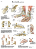 3B Scientific 12-4608L Anatomical Chart - Foot & Ankle, Laminated