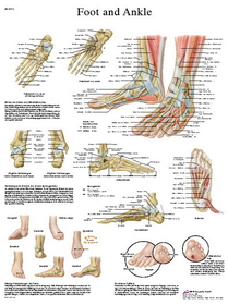 3B Scientific 12-4608P Anatomical Chart - Foot & Ankle, Paper
