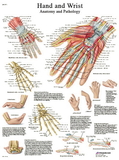 3B Scientific 12-4609L Anatomical Chart - Hand & Wrist, Laminated