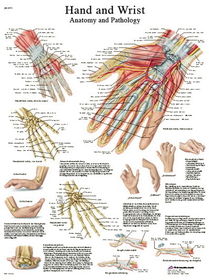 3B Scientific 12-4609P Anatomical Chart - Hand & Wrist, Paper