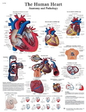 3B Scientific 12-4610L Anatomical Chart - Human Heart, Laminated