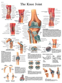 3B Scientific 12-4611P Anatomical Chart - Knee Joint, Paper