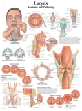 3B Scientific 12-4612L Anatomical Chart - Larynx, Laminated