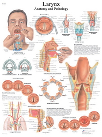 3B Scientific 12-4612P Anatomical Chart - Larynx, Paper