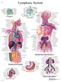 3B Scientific 12-4613L Anatomical Chart - Lymphatic System, Laminated