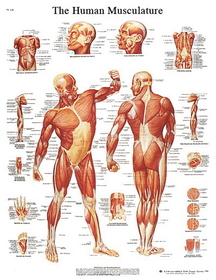 3B Scientific 12-4614L Anatomical Chart - Musculature, Laminated