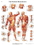 3B Scientific 12-4614L Anatomical Chart - Musculature, Laminated, Price/Each