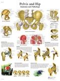 3B Scientific 12-4617L Anatomical Chart - Hip & Pelvis, Laminated