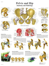 3B Scientific 12-4617P Anatomical Chart - Hip & Pelvis, Paper
