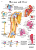 3B Scientific 12-4619L Anatomical Chart - Shoulder & Elbow, Laminated