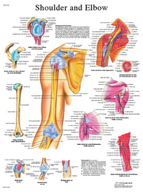 3B Scientific 12-4619L Anatomical Chart - Shoulder & Elbow, Laminated