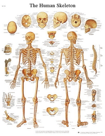 3B Scientific 12-4620P Anatomical Chart - Human Skeleton, Paper