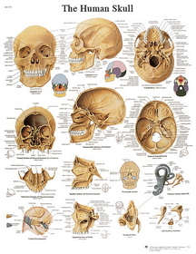 3B Scientific 12-4621P Anatomical Chart - Human Skull, Paper
