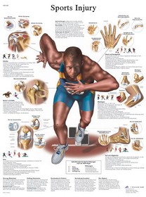 3B Scientific 12-4623P Anatomical Chart - Sports Injuries, Paper