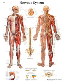 3B Scientific 12-4628L Anatomical Chart - Nervous System Chart, Laminated