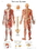 3B Scientific 12-4628L Anatomical Chart - Nervous System Chart, Laminated, Price/Each