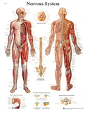 3B Scientific 12-4628P Anatomical Chart - Nervous System Chart, Paper