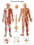 3B Scientific 12-4628P Anatomical Chart - Nervous System Chart, Paper, Price/Each