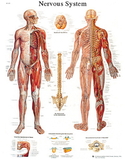 3B Scientific 12-4628S Anatomical Chart - Nervous System Chart, Sticky Back