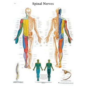 3B Scientific 12-4630P Anatomical Chart - Spinal Nerves, Paper