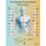 3B Scientific 12-4631L Anatomical Chart - Vegetative Nervous System, Laminated