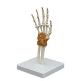 3B Scientific 12-4700 3B Scientific Anatomical Model - Flexible Hand Joint - Includes 3B Smart Anatomy