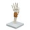 3B Scientific 12-4700 3B Scientific Anatomical Model - Flexible Hand Joint - Includes 3B Smart Anatomy, Price/each