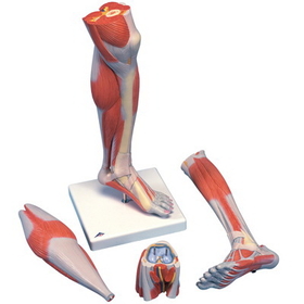 Anatomical Model 12-4800 3B Scientific Anatomical Model - Lower Muscle Leg With Detachable Knee, 3 Part, Life Size - Includes 3B Smart Anatomy