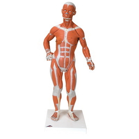 Anatomical Model 12-4801 3B Scientific Anatomical Model - 1/3 Life-Size Muscle Figure, 2-Part - Includes 3B Smart Anatomy