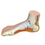 Anatomical Model 12-4802 3B Scientific Anatomical Model - Normal Foot - Includes 3B Smart Anatomy, Price/Each