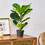 65cm Artificial Fiddle Leaf Fig Tree 70518-00