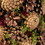 Pine Cone Table Top Tree 70565-00