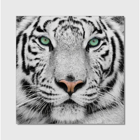 Oppidan Home "Snow Tiger" Acrylic Wall Art (40"H x 40"W) B03050778
