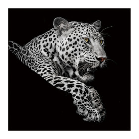 Oppidan Home "Leopard in Black and White" Acrylic Wall Art (40"H x 40"W) B03050779