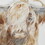 Windswept Hand Embellished Highland Bull Canvas Wall Art B035129227