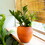 Smart Self-watering Round Planter Pot for Indoor and Outdoor - Terracotta Painted B046P144625