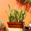 7.8 in. Dark Wood Plastic Rectangle Self-watering Planter Pot B046P144636